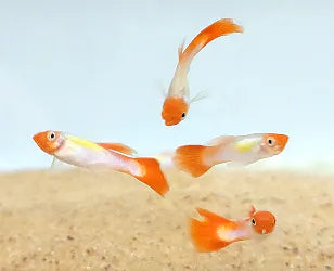 Red Cap Guppy