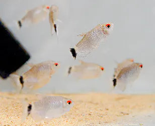 Red Eye Tetra