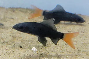 Redtail Shark