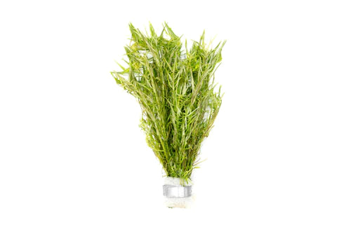 Rotala