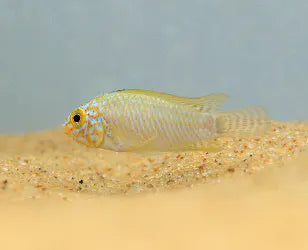 Steel Blue Apistogramma