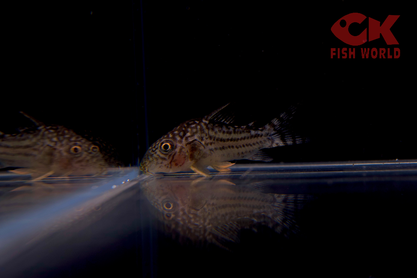 Sterba's Cory