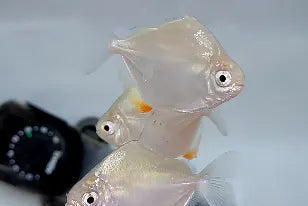 Silver Dollar Tetra