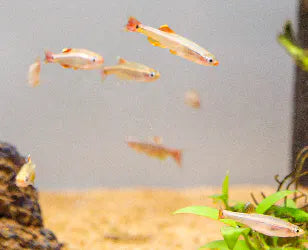 White Cloud Minnow