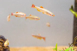 White Cloud Minnow