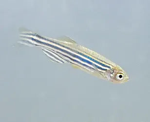 Zebra Danio