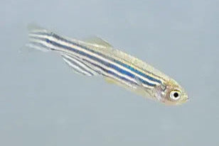 Zebra Danio