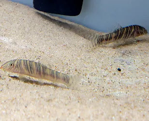 Zebra Loach