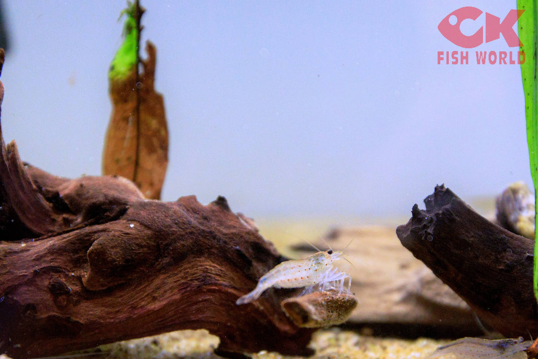 Freshwater Invertebrates for Sale: Shrimp, Snails, Crabs, & Crayfish ...