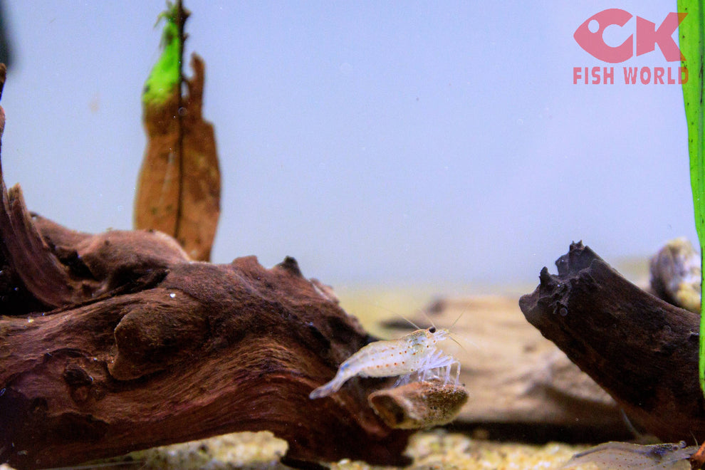 Amano Shrimp – CK Fishworld