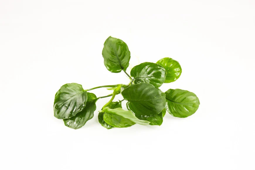 
                  
                    Anubias
                  
                