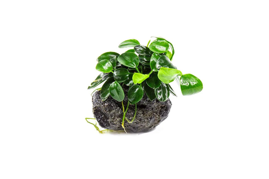 
                  
                    Anubias
                  
                