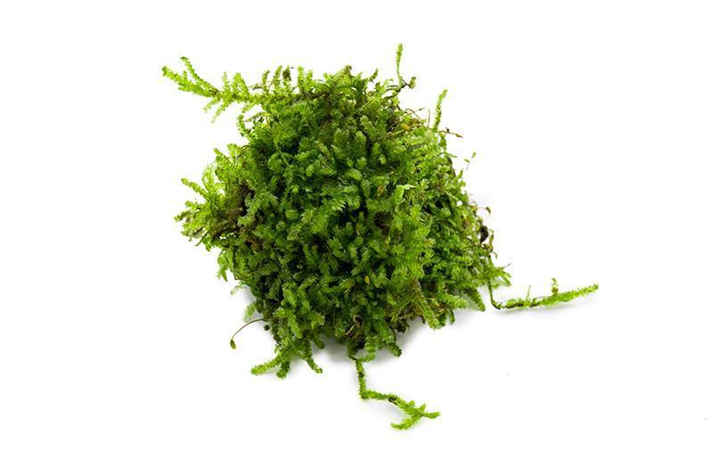 Christmas Moss (Golfball)