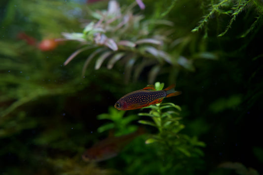 Celestial Pearl Danio