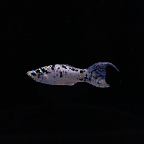 Dalmatian Molly