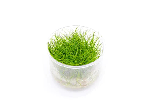 UNS Dwarf Hairgrass Tissue Culture