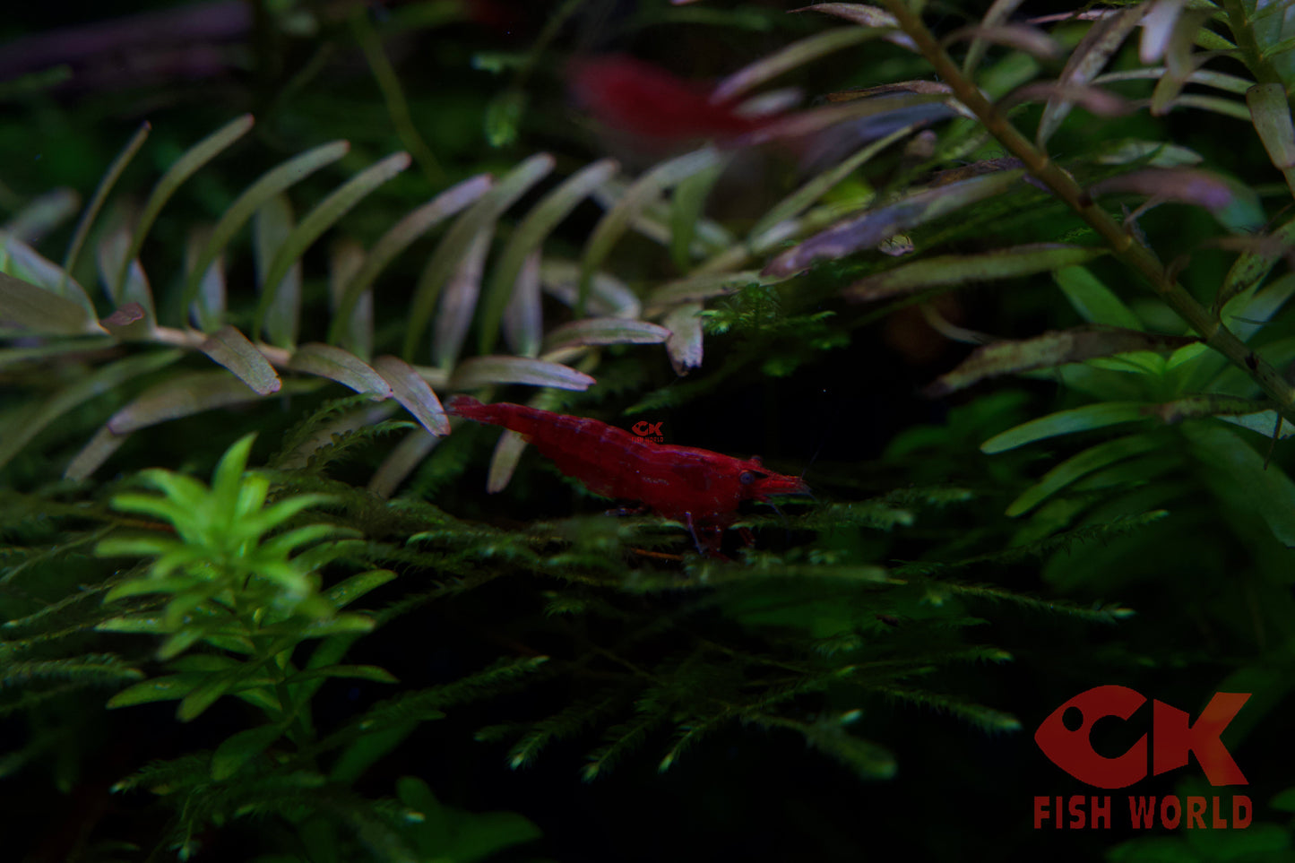 Fire Red Shrimp