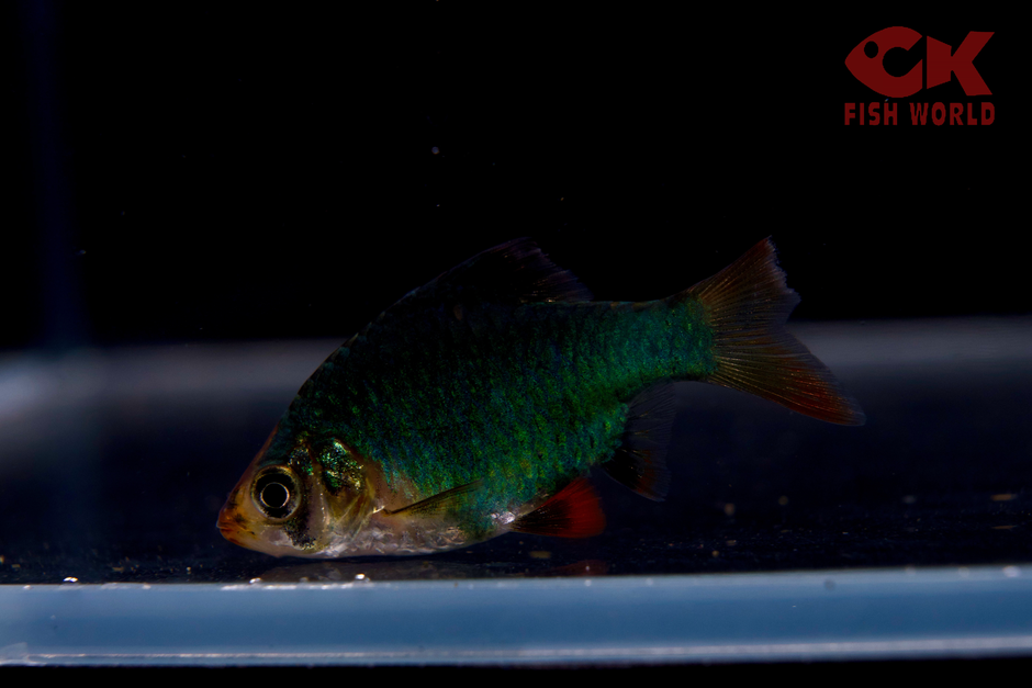 Freshwater Barb for Sale: Overnight Shipping (Live Arrival Guaranteed ...