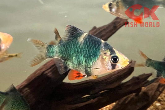 Green Tiger Barb