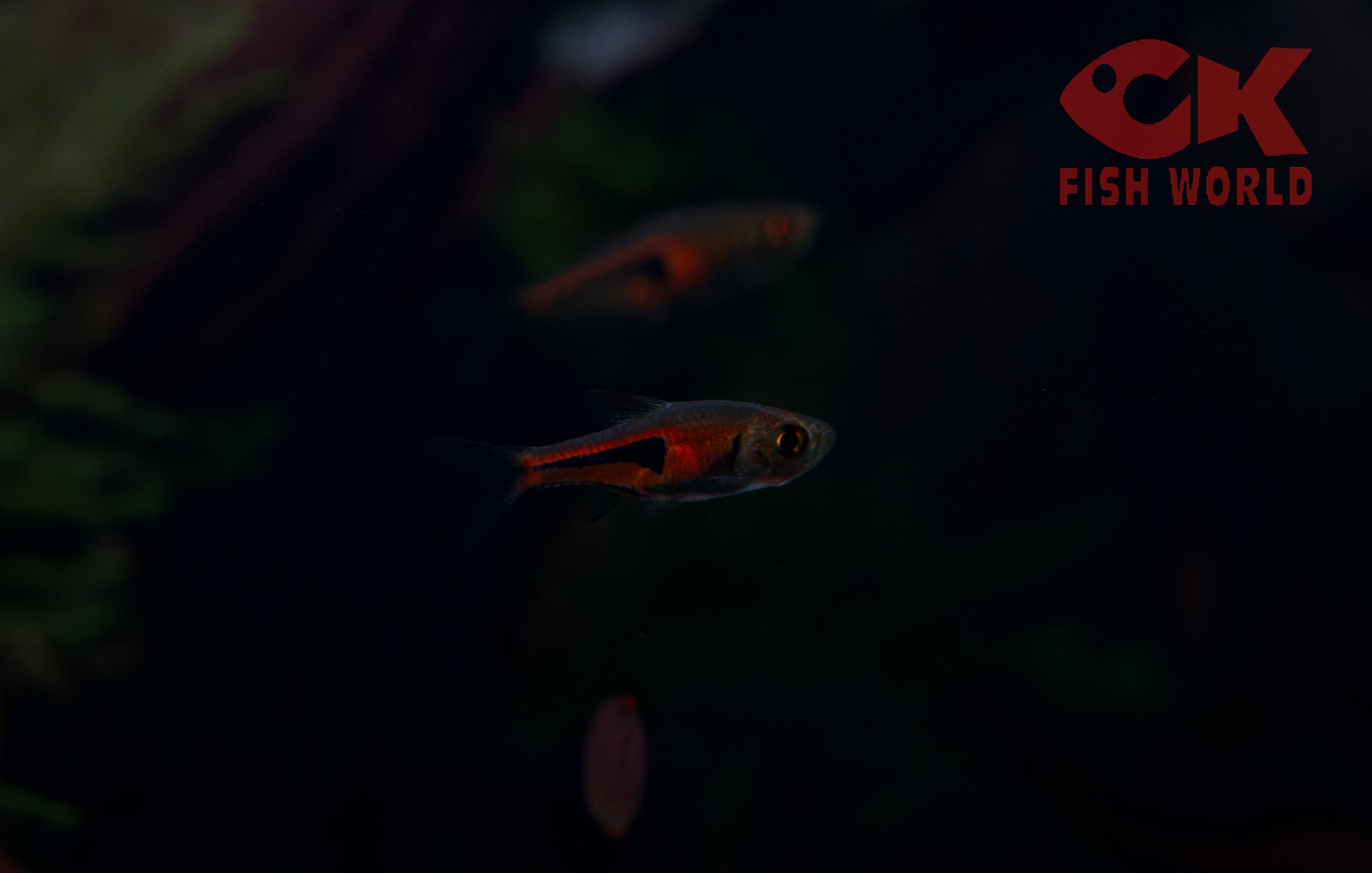 Harlequin Rasbora