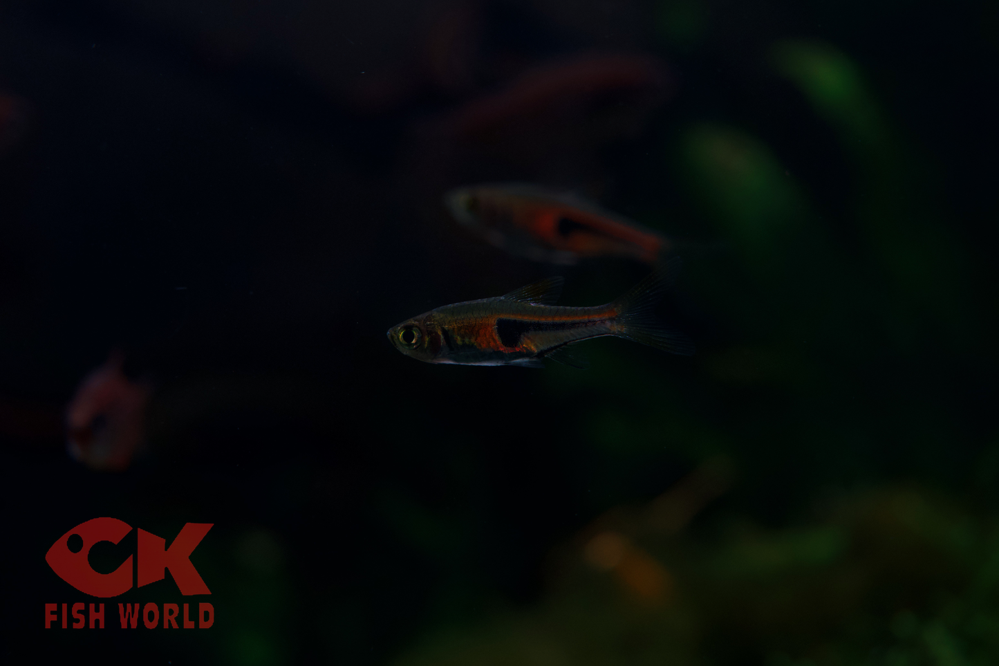 Harlequin Rasbora