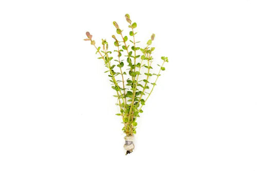 
                      
                        Rotala
                      
                    