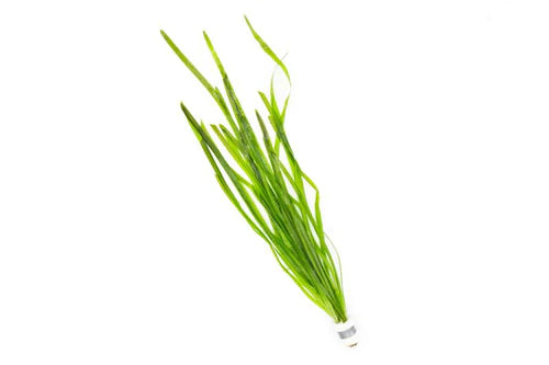 
                  
                    Vallisneria
                  
                