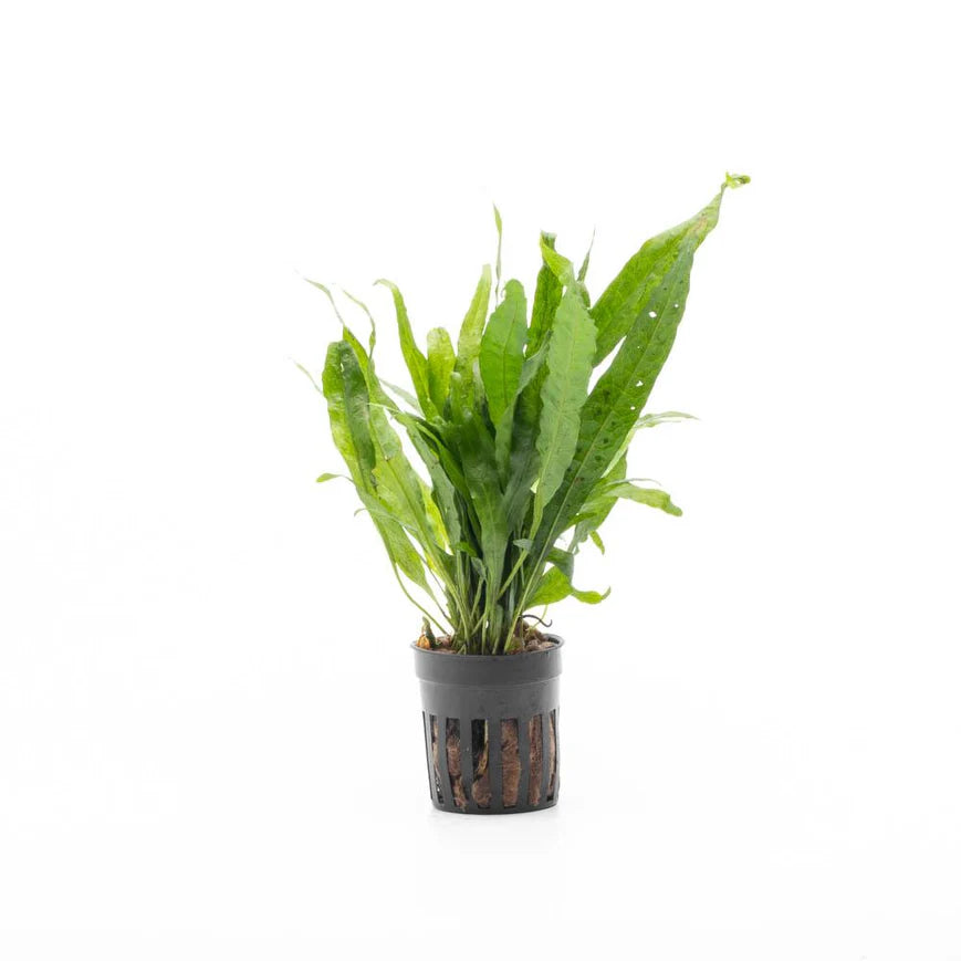 
                      
                        Java Fern
                      
                    