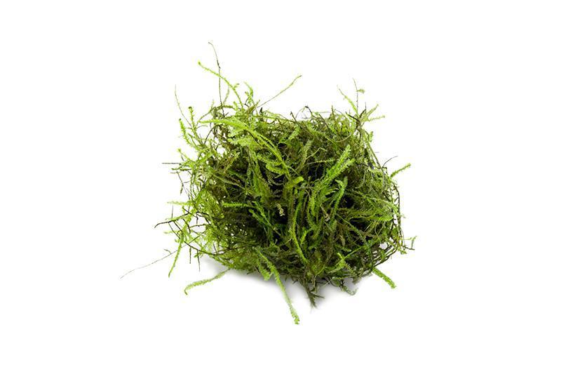 Java Moss (Golfball)