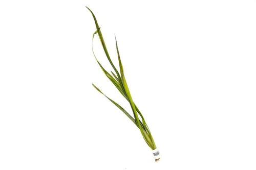 Vallisneria