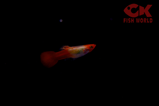 Koi Tuxedo Dumbo Guppy