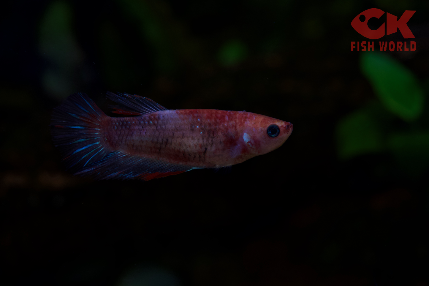 Koi Betta