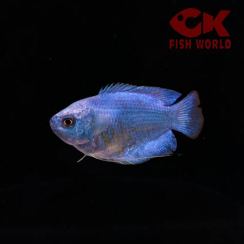 Neon Dwarf Gourami