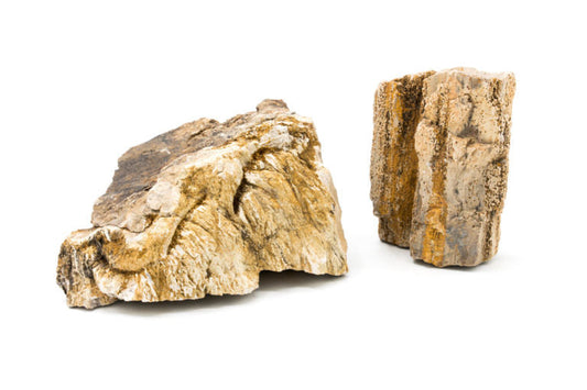 Petrified Wood