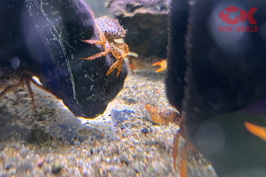Panther Crab