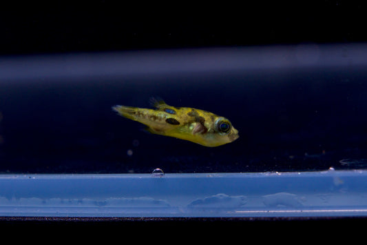 Pea Puffer
