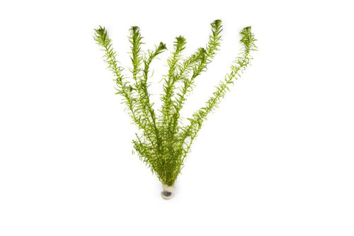 Anacharis (Egeria Densa)