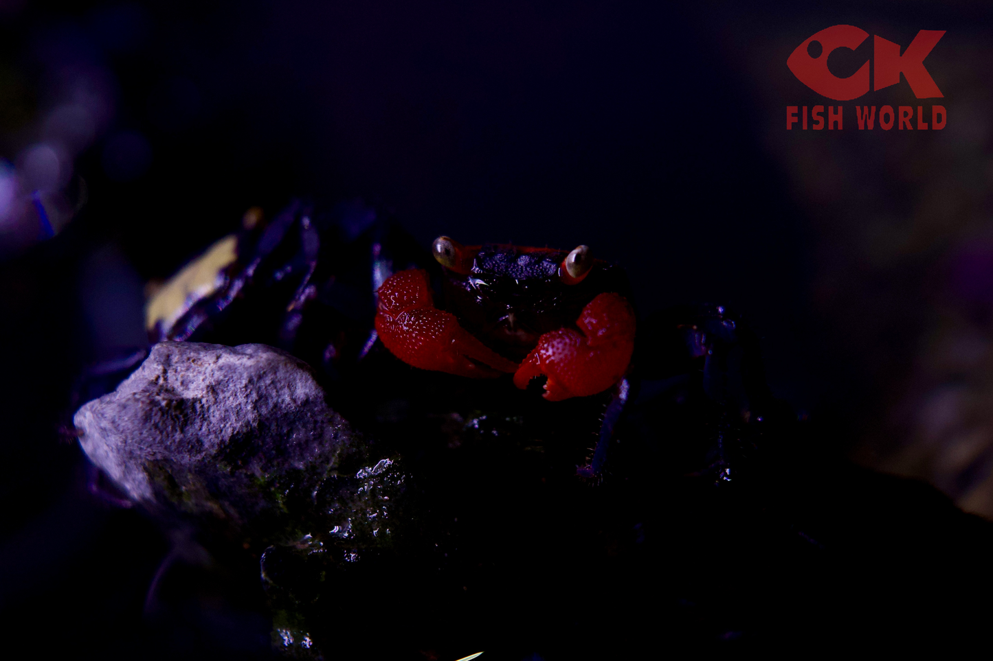 Red Claw Crab