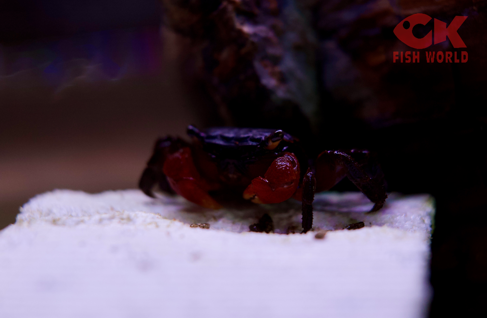 Red Claw Crab – CK Fishworld
