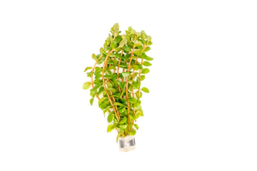 
                      
                        Rotala
                      
                    