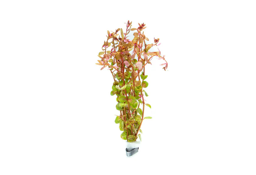 
                      
                        Rotala
                      
                    