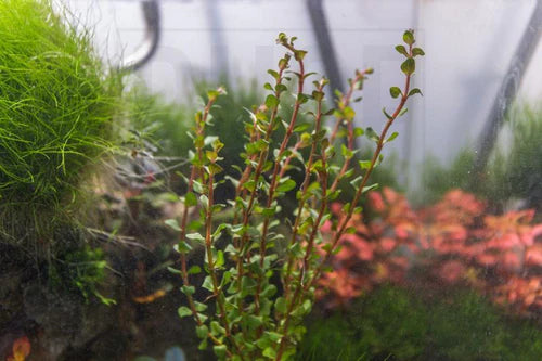 
                      
                        Rotala
                      
                    