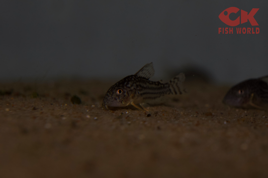 Sterba's Cory