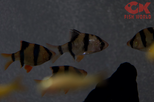 Tiger Barb