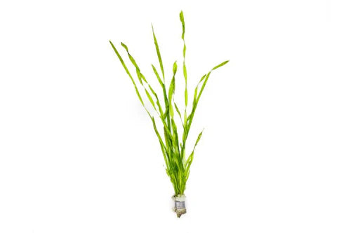 
                      
                        Vallisneria
                      
                    