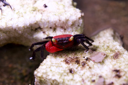 Red Devil Vampire Crab